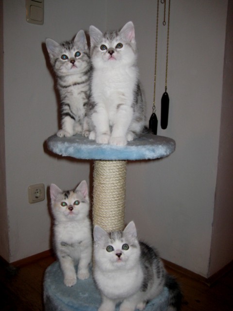 BKH Mix Kätzchen - British Kurzhaar - Freilassing