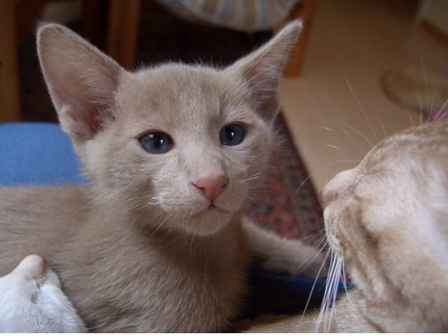 Balinesen Mädchen und OKH Katerchen - Balinesen - Freiburg