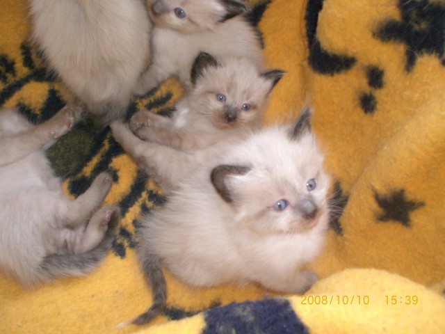 Süße Ragdollkätzchen abzugeben - Ragdoll - Remscheid