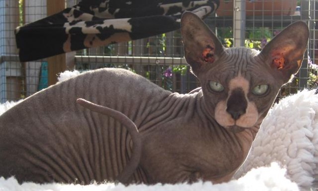 Sphynx canadian - Sphynx - Rotterdam-Niederlande