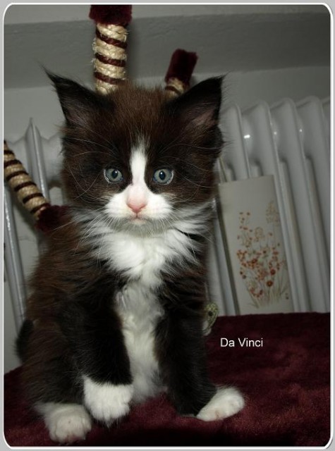 Da Vinci mit mega Pinsel sucht ab Dezember Liebhaber - Maine Coon - Erwitte