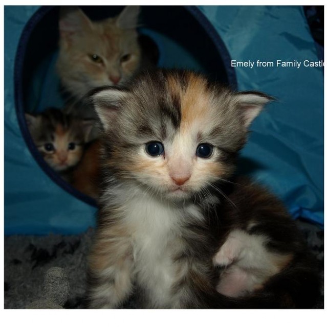 Ch. Chakira hat wunderbare Babys in tollen Farben - Maine Coon - erwitte