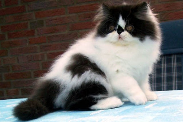 Perserkätzchen - Perser - Zetel