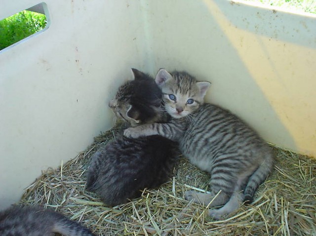 Betreuung eurer Samtpfoten / Katzenbetreuung / Katzensitting - Katzensitter - Essen