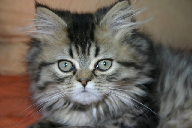 Süße Perser Kitte in Black Tabby (Kater), 11 Wochen - Perser - 