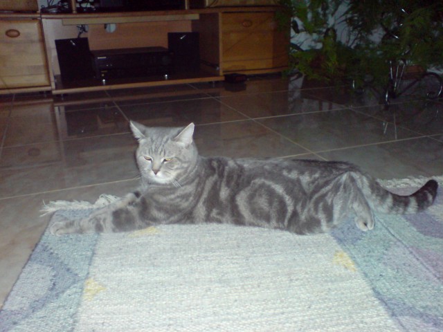 BKH Deckkater - Deckkater - Emmendingen