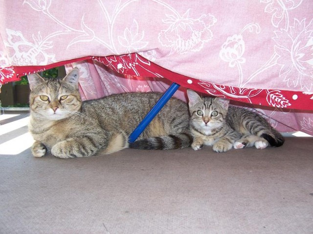 Mimi und Lili  - Katzen Sonstige - Dorfen