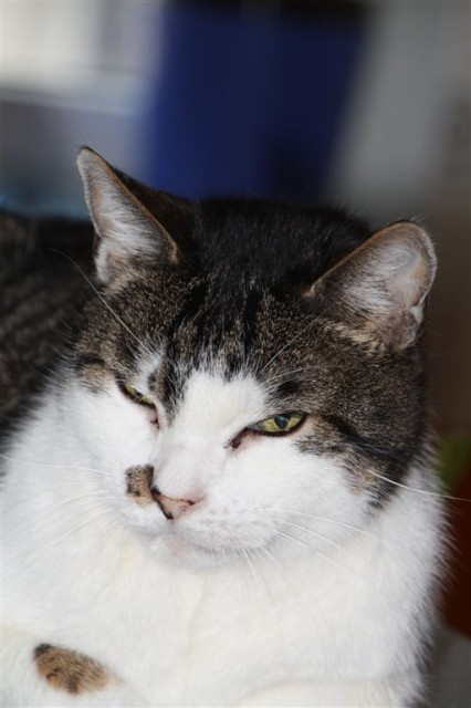 2 verschmuste Stubentiger suchen liebevolles Zuhause!!! - Hauskatzen - Berlin