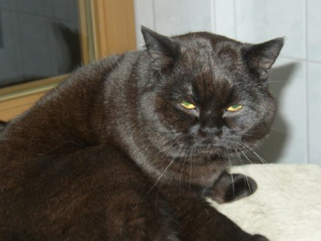 BKH Deckkater hat Termine frei - Deckkater - Ottrau