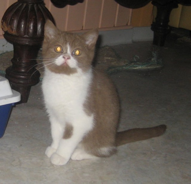 Cinnamon-weißer Babykater - British Kurzhaar - Mechernich