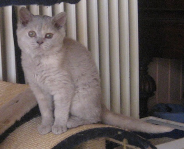 Gelockte Schönheit - Selkirk Rex - Mechernich
