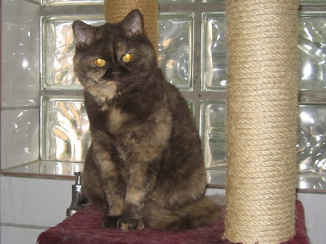 Chocolate-tortie Selkirk Rex - Selkirk Rex - Mechernich