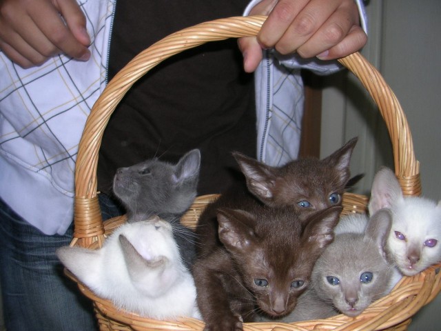 Schmusender Dosenöffner gesucht!! - Orientalische Kurzhaar - Klinken