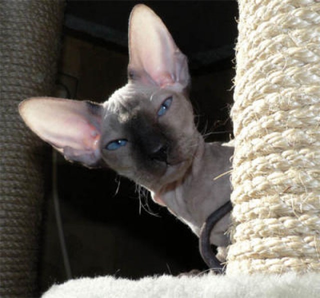 Bezaubernde SIA,OKH und Peterbald Babys - Siam - Wien