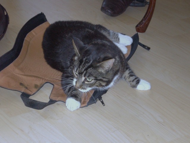 Schwarz/ grau getigerte Katze aus Kiel spurlos verschwunden - Freigaenger - Kiel