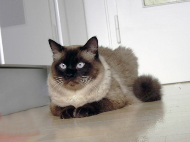 Ragdoll-Deckkater - Deckkater - Lünen