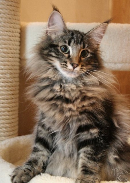 zauberhafte Norwegische Waldkatzen | katzen-kleinanzeigen.net