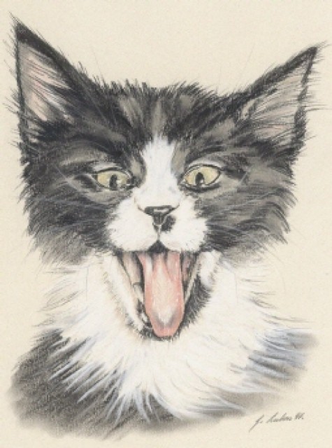 Geschenkgutscheine für Tierportraits - Katzen Zubehoer - Hamburg