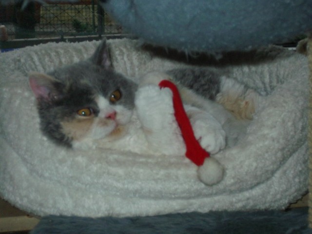 * Zwei Schätze......... echte Anfängerkatzen !!! - Selkirk Rex - Kamp - Lintfort