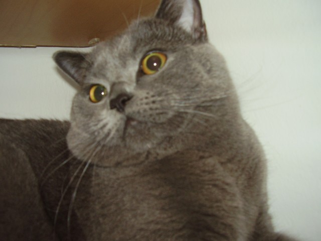 BKH- Deckkater - Deckkater - Vilshofen