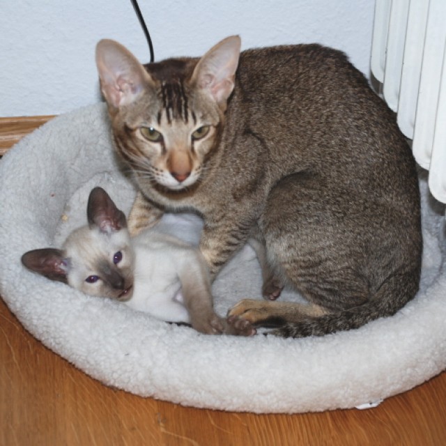 2 wunderschöne Orientalkatzen gemeinsam abzugeben - Orientalische Kurzhaar - Nürnberg