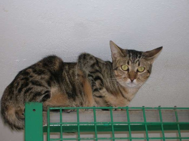 Curbello lieber Tigerkater - Hauskatzen - Oberhausen