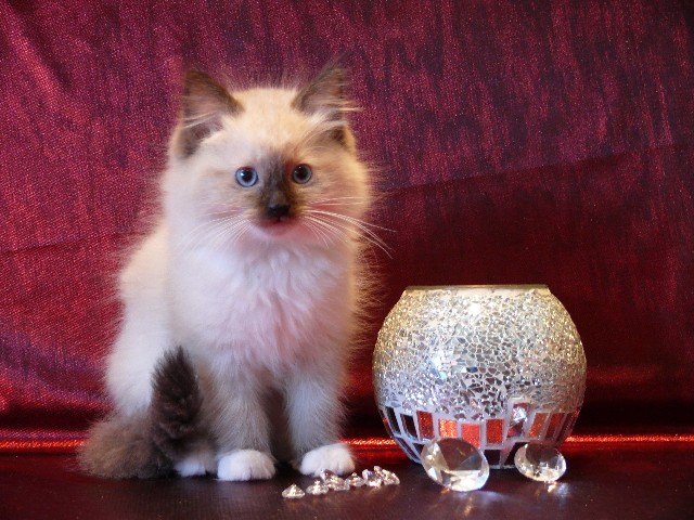 ****** Tamino wunderschöner Ragdollkater mit Papiere!!! ****** - Ragdoll - Weißenthurm