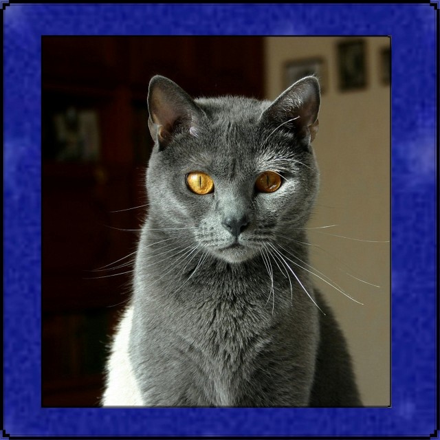 Chartreux/Kartäuser-Berlin - Kartaeuser - Potsdam