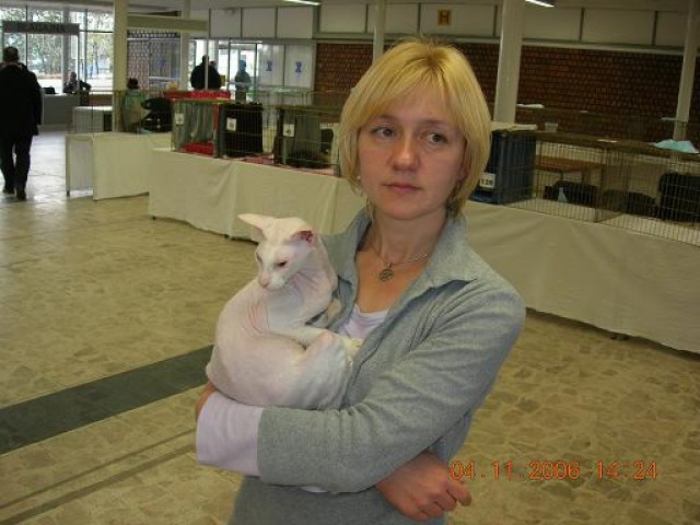 Wurfankündigung Peterbald-Kätzchen - Sphynx - Sighetu Marmatiei