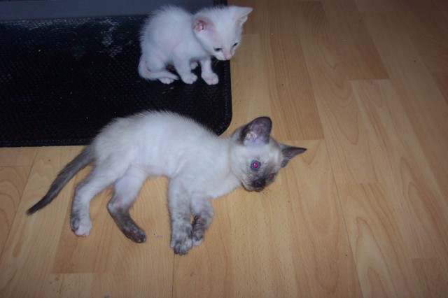 Siamkitten zu verkaufen - Siam - Welzow 