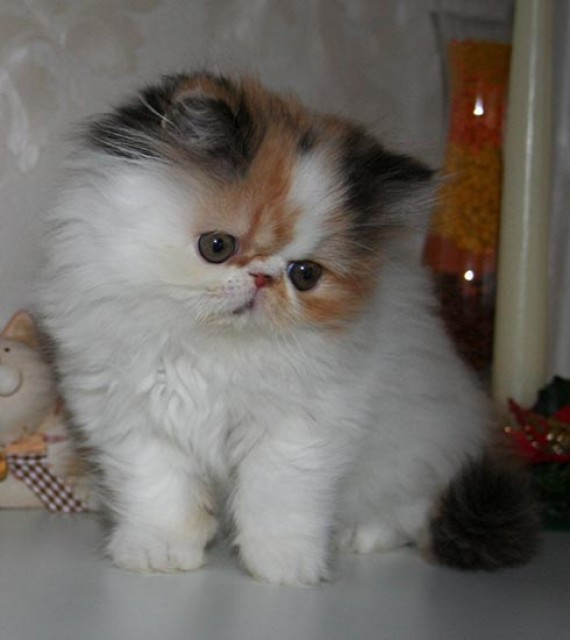Wunderschöne Exotic Shorthair und Perser Kitten!!! - Exotic Shorthair - Menden