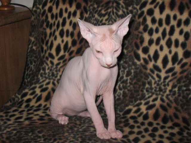 Canadische Sphynx, Luxus Katzenbabys mit Papiere - Sphynx - Kolin, Cz
