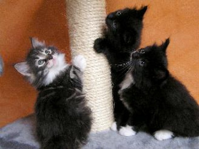 3 Wunderschöne Norwegische Waldkatzenbabys - Norwegische Waldkatze - Reisbach