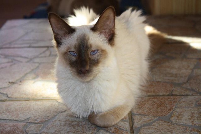 Balinese Katerchen - Orientalische Kurzhaar - Hessen