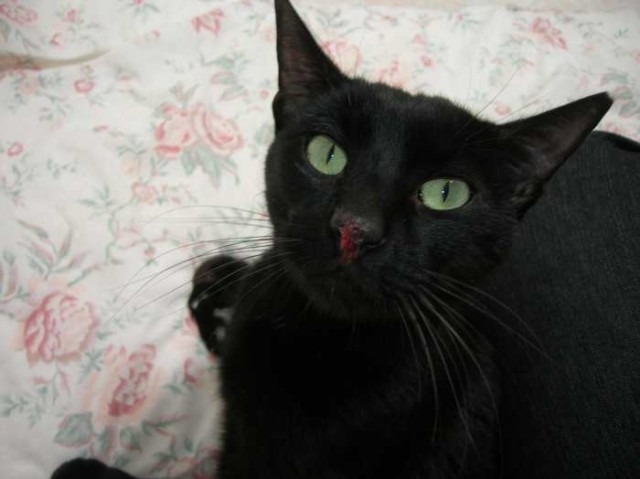 Kater Rudolph-nach Unfall sich selbst überlassen! - Hauskatzen - Oberhausen