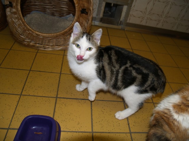 Kater Leo sucht ein neues Zuhause - Hauskatzen - Aschaffenburg