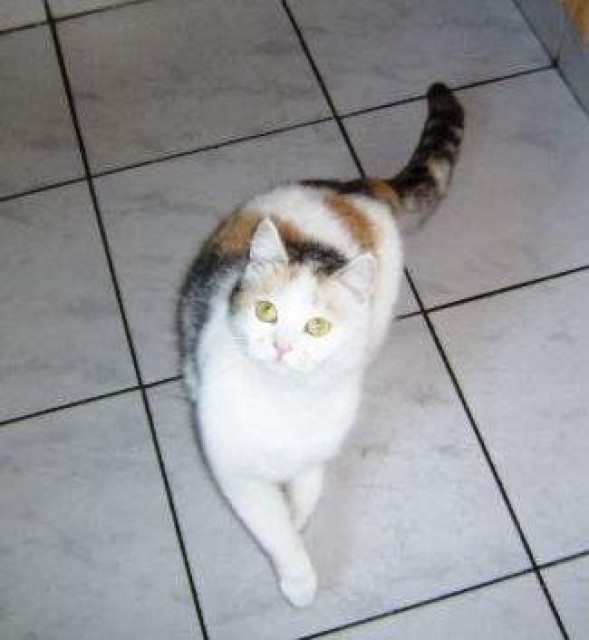 Unser schmusiges Engelchen CILI - Hauskatzen - Frankfurt