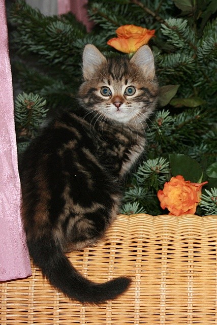 Sibirische Waldkatzen - Sibirische Katze - Wetzikon ZH Schweiz