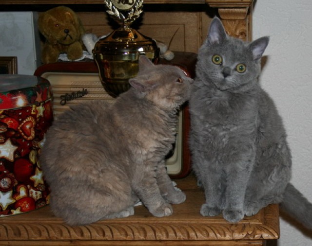 * Liebe Bärchen suchen absofort nette Ohrenkrauler * - Selkirk Rex - Kamp - Lintfort