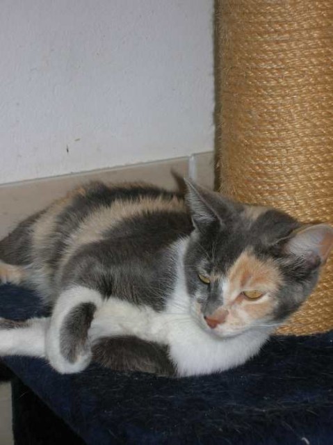 Dreifarbige, liebe Katzendame Samana - Hauskatzen - Oberhausen