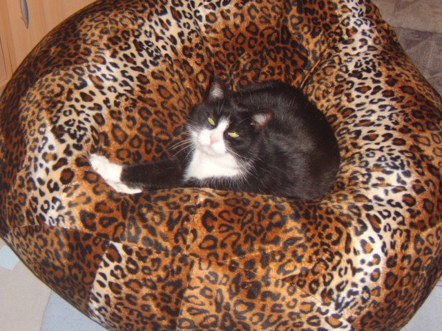 Katzenbetreuung Nürnberg - Katzensitter - Nürnberg