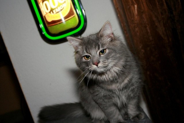 Norwegische Waldkatze/Liebevoll/Hauskatze - Norwegische Waldkatze - Bad Neustadt / Saale