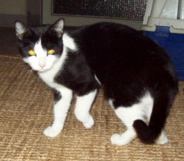 Duda sucht ein Zuhause - Hauskatzen - Bottrop