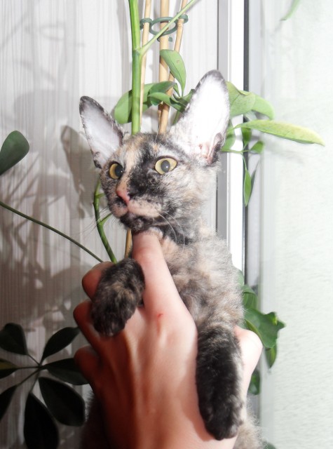 Reinrassige Peterbald Kitten - Katzen Sonstige - saarbrücken