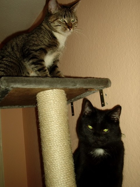 Suchen liebe Betreuung für unsere beiden Stubentiger - Katzensitter - Bornheim