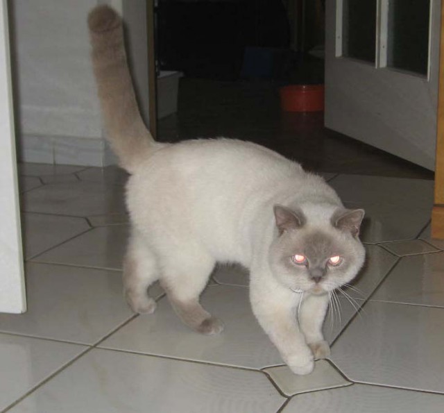 Deckkater Cäsar BKH lilac-point mit blauen Augen - Deckkater - Markt Piesting