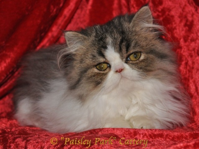 Paisley Park Cattery - Klassische Perserkatzen - Perser - Alsdorf 