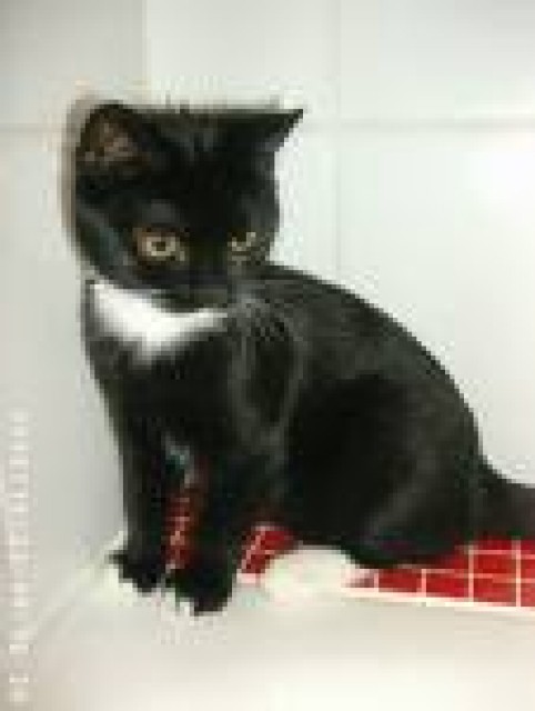 Suche zwei hübsche Katerchen ! - Mischling - Hückelhoven