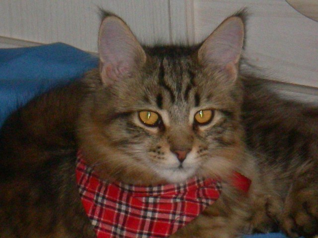 Deckkater gesucht - Deckkater - Stendal