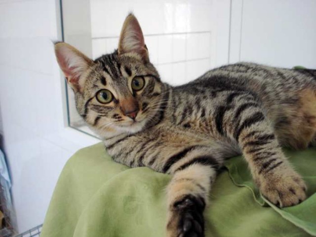 2 Tigerkatzenkinder suchen ein liebes Zuhause! - Hauskatzen - Oberhausen